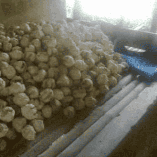 Onggok singkong bogor