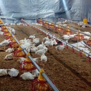 Jual Ayam Herbal (broiler) - Organik