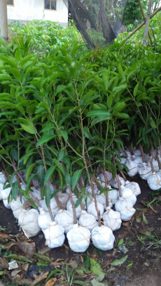 Bibit Mangga   Bongkaran