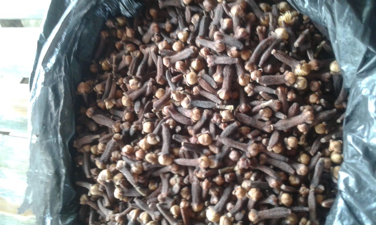 cengkeh, kualitas ekspor, bisa kontinyu