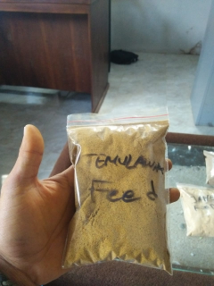 Temulawak Bubuk Feed