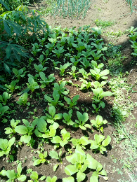 sayur pakcoy