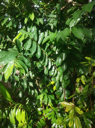 sirsak madu 