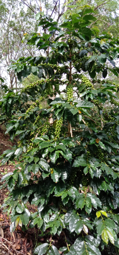 Benih Kopi Arabika Areng Super Gayo