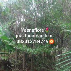 jual pohon ketapang kencana 
