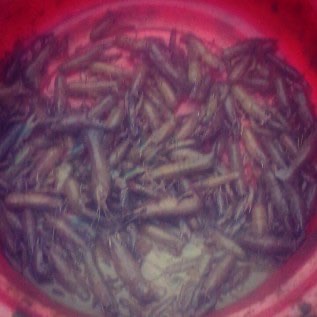 Lobster air tawar Konsumsi