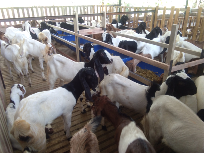 Jual Bibit Kambing Peranakan Etawa, Jawa Randu dan Kambing Kacang murah
