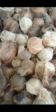 Kelapa Tua