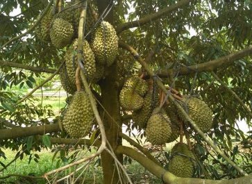 Durian Pegunungan Sulawesi