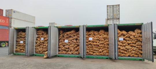 Mature Of Coconut