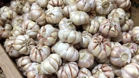 bawang putih