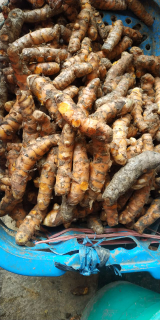 Jual Kunir atau Kunyit Grade A Grade B