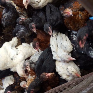 DOC dan Ayam kampung