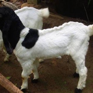 Jual Bibit Kambing Etawa Betina 
