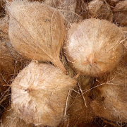 Kelapa Tua