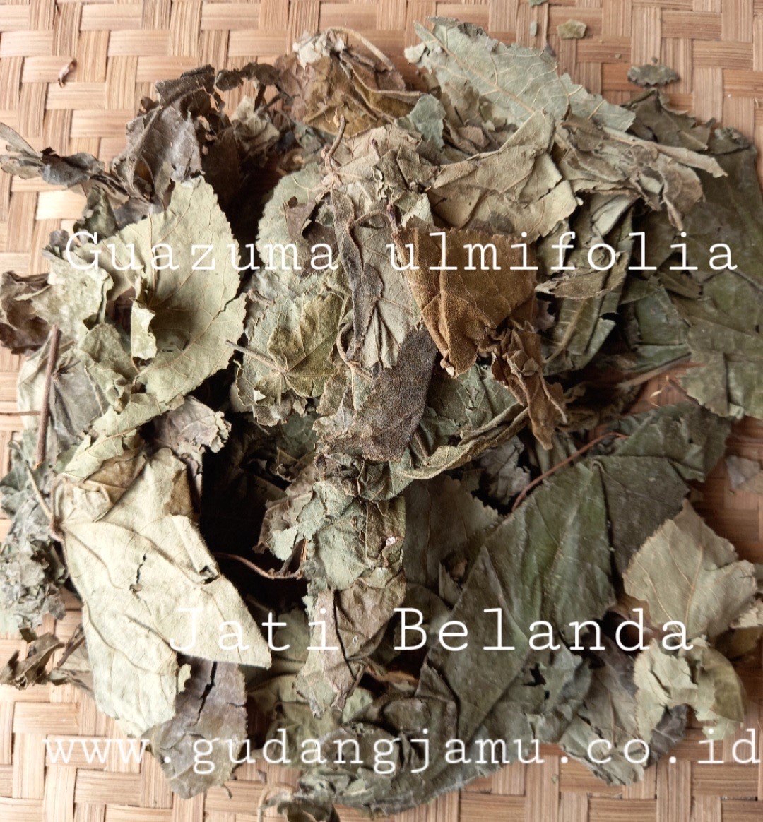 JATI BELANDA GUAZUMA ULMIFOLIA
