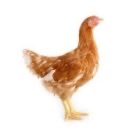 ayam petelur pullet petelor pulet dara dere umur 14 16 minggu lohman platinum mb 402