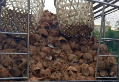 jual tempurung kelapa