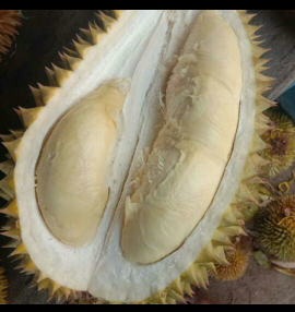 Durian lokal Jatim