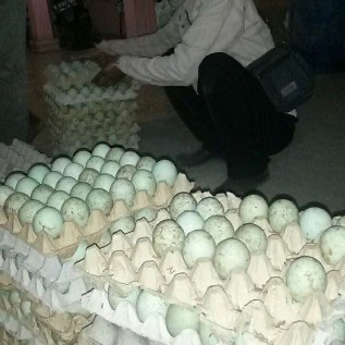 Jual Telur Bebek di Jakarta dan Bekasi