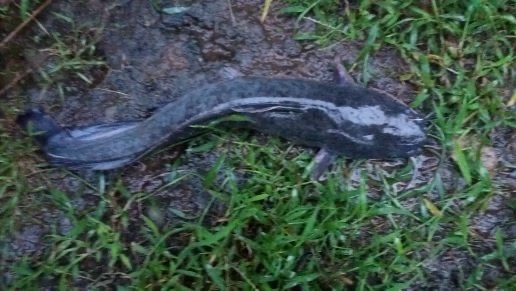 JUAL IKAN LELE KONSUMSI