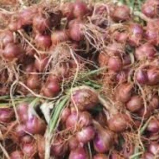 bawang merah brebes fresh