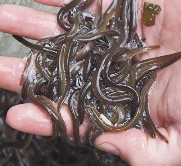 BEST SELLER - Bibit Ikan Sidat untuk Pembudidaya Pemula Isi 100 Ekor/Kg