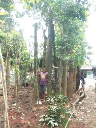 jual pohon sosis 