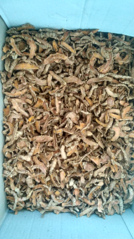 Kunyit Kering