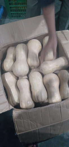 Labu madu butternut
