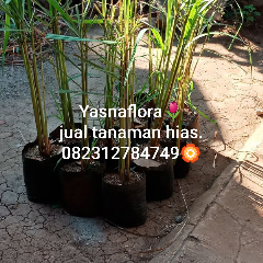 jual tanaman serai 
