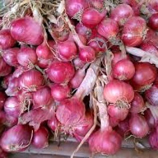 Bawang merah super probolinggo