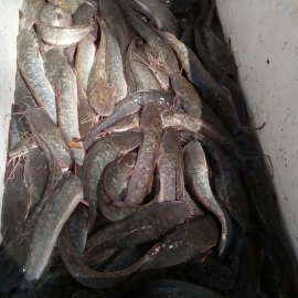 ikan lele