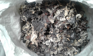 jamur kuping kering