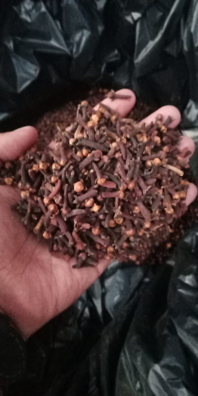 cengkeh