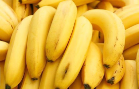 Pisang CAVENDISH