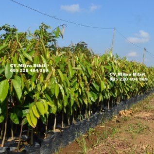 Bibit Durian Merah Banyuwangi Asli Tinggi 60cm 