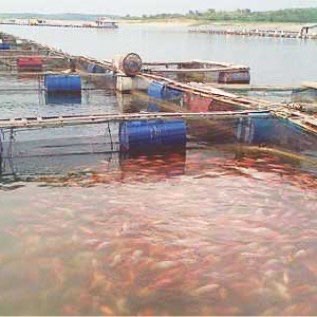 jual ikan nila merah konsumsi dan tombro 