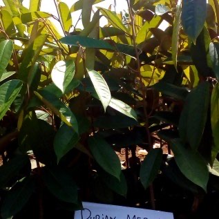 Bibit Durian Merah Banyuwangi Asli Lokasi Purworejo, Jawa Tengah