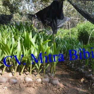 Bibit Kelapa Wulung berkualitas unggul 