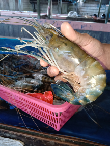 udang galah sungai