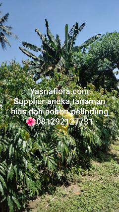 jual pohon glodokan tiang 08.12.92.12.77.31