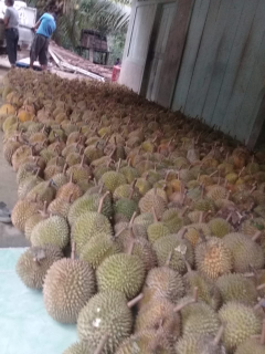 Durian