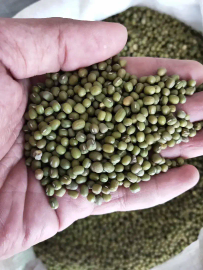 kacang hijau