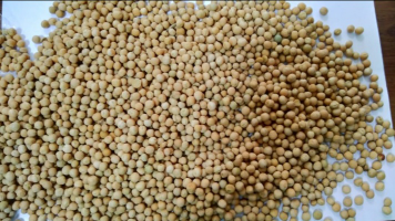 kacang polong