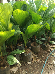 jual pohon cemara afrika