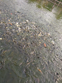 jual ikan mas