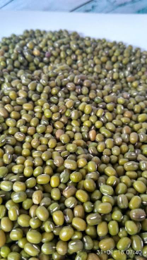 kacang hijau
