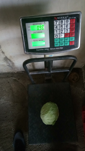 lettuce iceberg