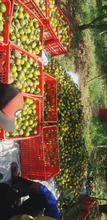 jeruk siam madu super